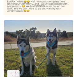 Sir Wags A Lot - Cute report with a map of their walk provided through he app