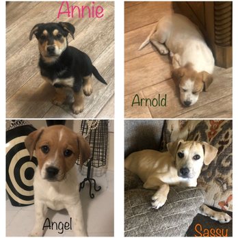 Highway Hounds - ***** - Community Service/Non-Profit Near Me - Fort Worth, Texas
