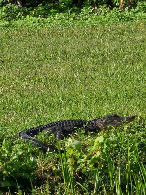 Sawgrass Lake Park by null
