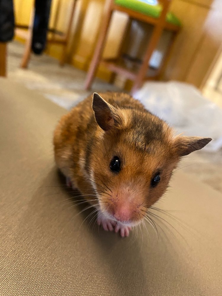 ANIMAL & BIRD CLINIC OF MISSION VIEJO 65 Photos & 157 Reviews 24912