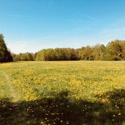 Hundewiese Waldtruderinger Wald