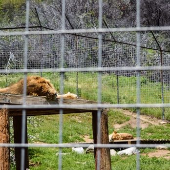 Project Survival's Cat Haven - Zoos Near Me - Dunlap, California Project Survival's Cat Haven - Zoos Near Me - Dunlap, California