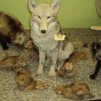 Hastings Museum - Museums Near Me - Hastings, Nebraska Hastings Museum - Museums Near Me - Hastings, Nebraska