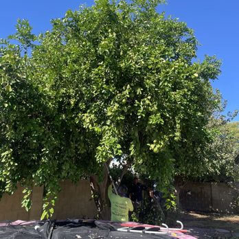 Tree Trimming - Before and the team just starting the trim - Tree Services Near Me - Tempe, Arizona