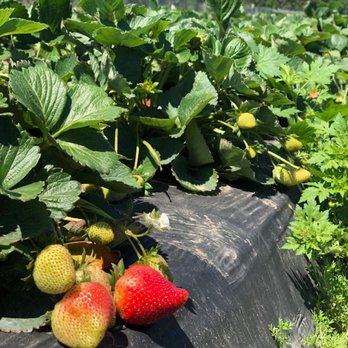 Froberg's Farm - Pick Your Own Farms Near Me - Alvin, Texas Froberg's Farm - Pick Your Own Farms Near Me - Alvin, Texas
