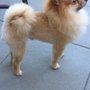 Photo of Chauvet Dog and Cat Grooming