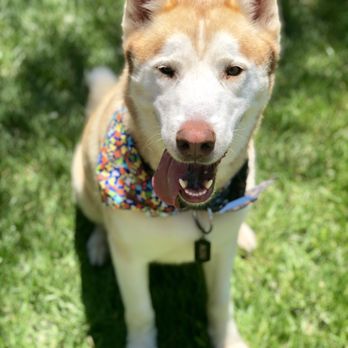 Dirty Dog Solutions - Thank you Dirty Dog Solutions   Aldo - Pet Groomers Near Me