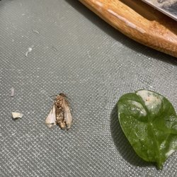 Moth in spinach