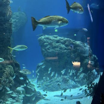 Mississippi Aquarium - Aquariums Near Me - Gulfport, Mississippi
