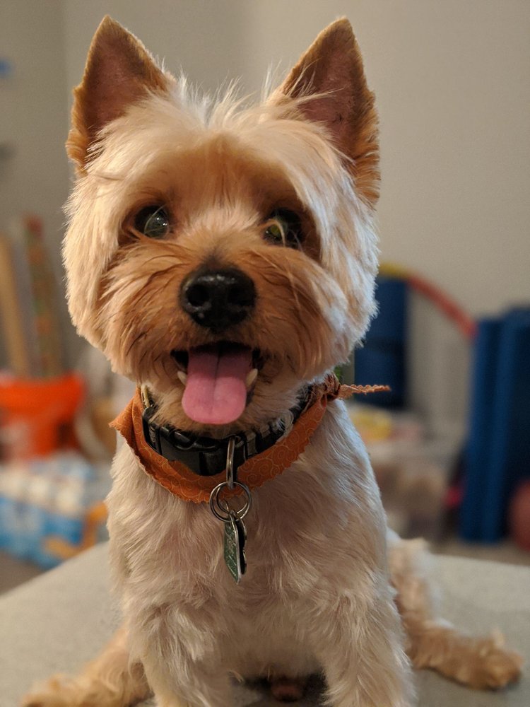 MY CUTE PAWZ Updated July 2024 22 Photos & 32 Reviews 1760 Old