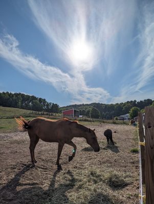 Black Star Farms by null