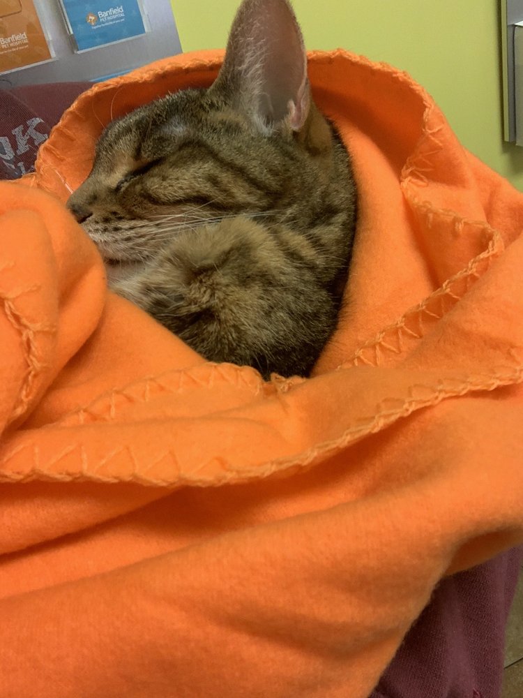 petsmart elston banfield