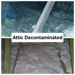 Epix Wildlife Removal - Attic, in Newport News, littered with feces before restoration.  Attic after professional decontamination.