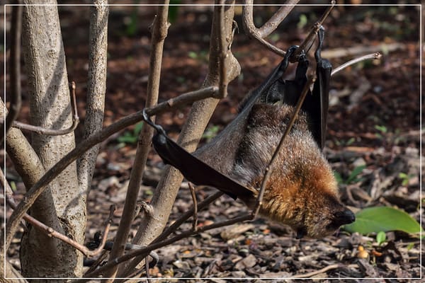 Parc zoologique de Paris by null