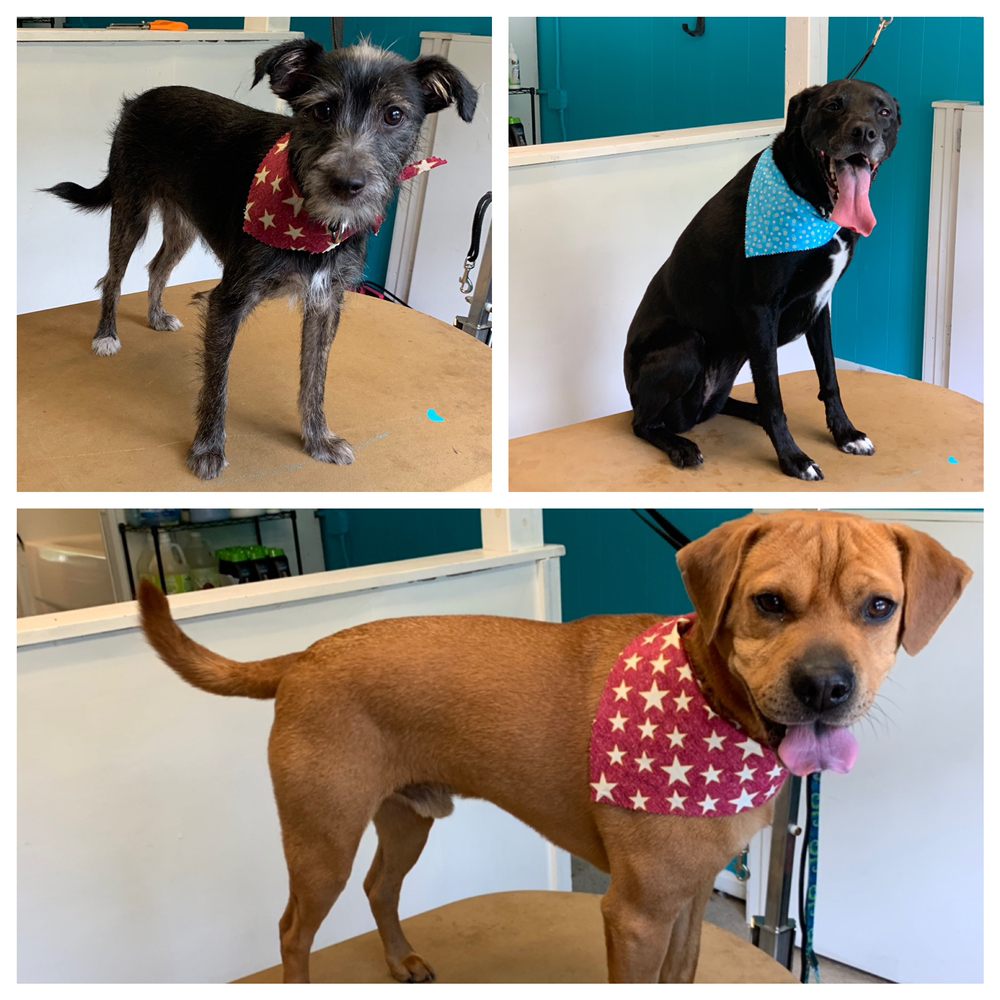 PAWS & RELAX PET SPA 48 Photos 821 W Bay Ave, Barnegat, New Jersey