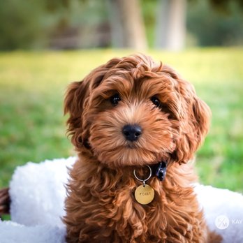 Petit Jean Puppies - Pet Stores Near Me - Oppelo, Arkansas Petit Jean Puppies - Pet Stores Near Me - Oppelo, Arkansas