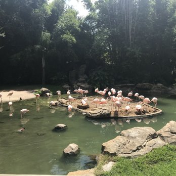 Houston Zoo - Flamingo - Zoos Near Me - Houston, Texas Houston Zoo - Flamingo - Zoos Near Me - Houston, Texas