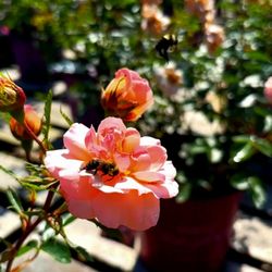 Perennial Gardens - Pink Roses (with honey bee!) - 7/30/2025