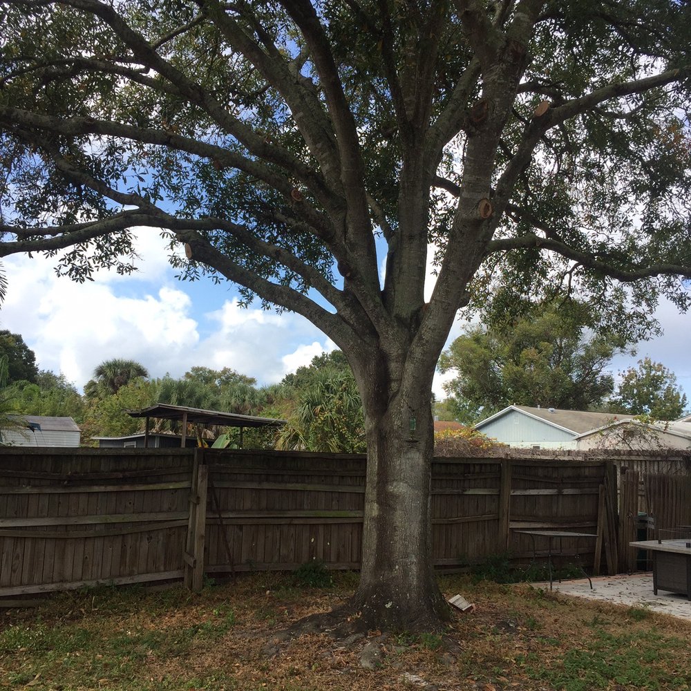 Ambush Tree Service - After Picture - Tree Services Near Me