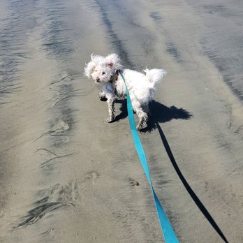 Rosie's Dog Beach - Happy - Dog Parks Near Me - Long Beach, California Rosie's Dog Beach - Happy - Dog Parks Near Me - Long Beach, California