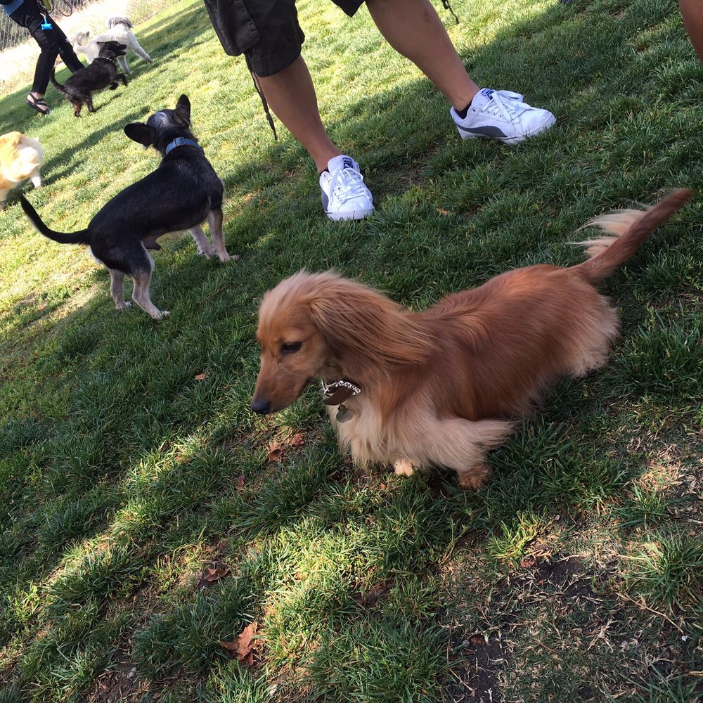 These were taken in early June 2017 at Vina Vieja dog park on a Saturday.