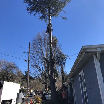 Tree Mechanics - Tree Mechanics - Tree Services Near Me