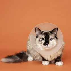 Pets By Sorrell