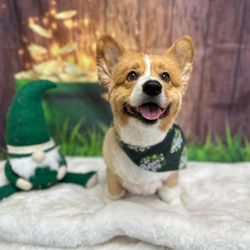 Our Friends Dog Grooming & Boarding