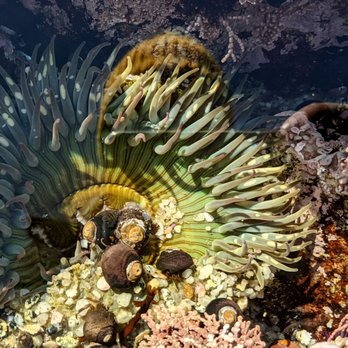 Lovers Point Park - Sea anemone - Parks Near Me - Pacific Grove, California