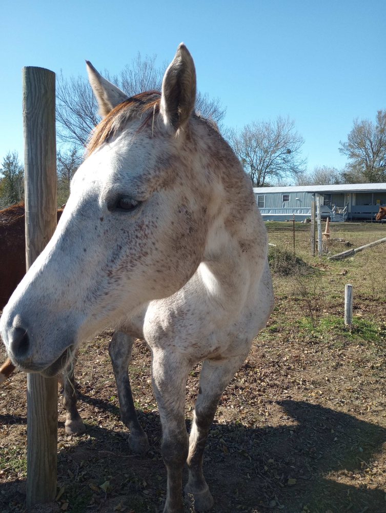 Rio de Brazos Equine Therapy Logo