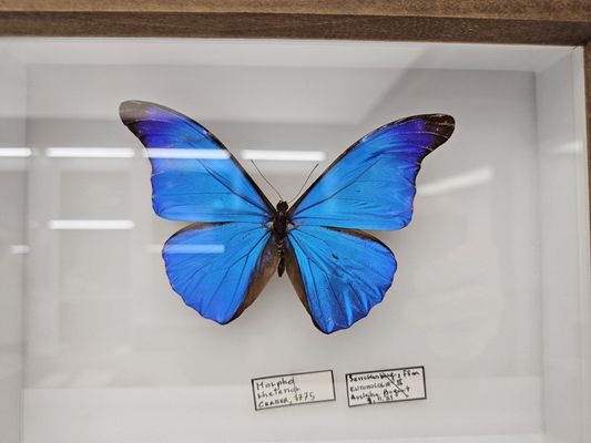 Senckenberg Nature Museum by null