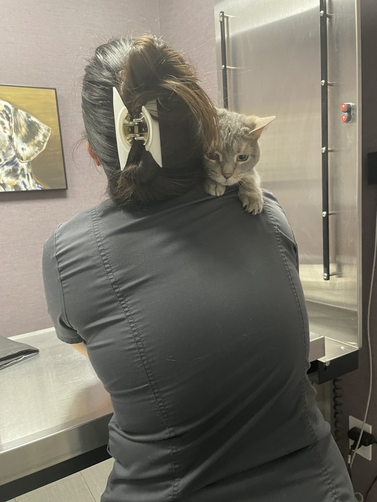 FRANKLIN AVE ANIMAL HOSPITAL Updated September 2024 35 Reviews