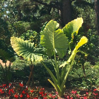 Memphis Botanic Garden - Botanical Gardens Near Me - Memphis, Tennessee