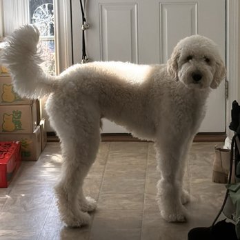 Snoopy Pet Grooming - Pet Groomers Near Me - Ellicott City, Maryland