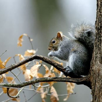 Critter Control - Pest Control Near Me Critter Control - Pest Control Near Me
