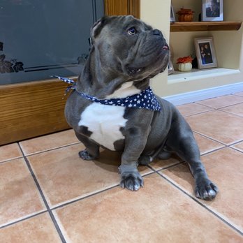 Howling Hall’s Mobile Grooming - Rocky - Pet Groomers Near Me