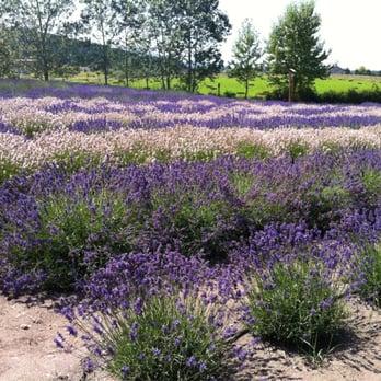 Purple Haze Lavender Farm - Lavender field - Flowers & Gifts Near Me - Sequim, Washington Purple Haze Lavender Farm - Lavender field - Flowers & Gifts Near Me - Sequim, Washington