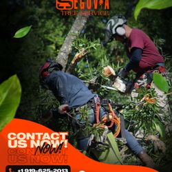 Segovia Tree Service LLC
