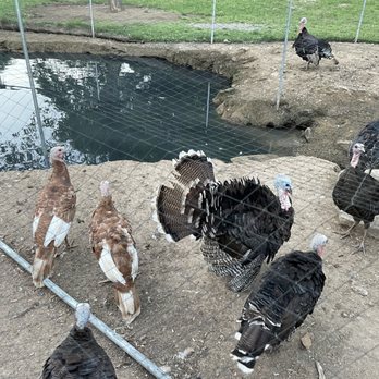 MannCave Distillng Inc. - Turkeys! - Distilleries Near Me - Weston, West Virginia