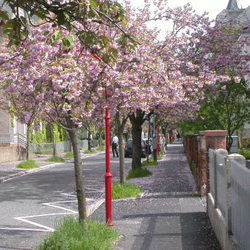 Kirschblüte - ... knapp zu spät dran ist mit dem Fotografieren