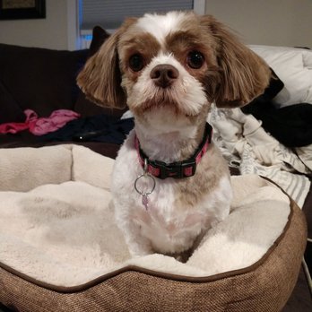 Land of Paws - Pet Groomers Near Me - Hamden, Connecticut