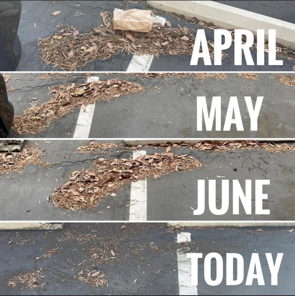 PACIFIC GREEN LANDSCAPE Updated September 2024 31 Photos & 11