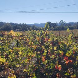 Frick Winery - Scenic view