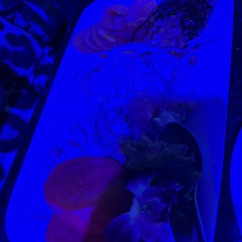 LA CANDELA II - Ceviche de pescado $20 - Peruvian Near Me - West Hempstead, New York LA CANDELA II - Ceviche de pescado $20 - Peruvian Near Me - West Hempstead, New York