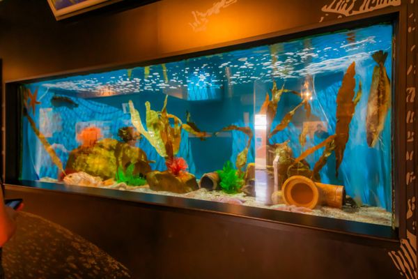 Woods Hole Science Aquarium by null