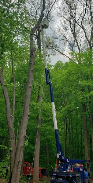 Travis Tree Service - tree service in Shelby Township, MI