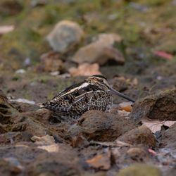 Crestwood Lake - Wilson's Snipe at Greenwood Lake