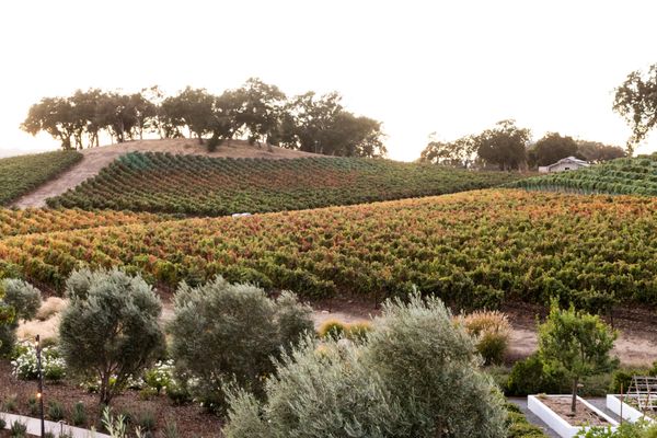 JUSTIN Vineyards & Winery by null