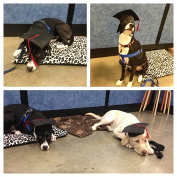 PetSmart - Intermediate class graduates!! - Pet Stores Near Me - Plymouth Meeting, Pennsylvania PetSmart - Intermediate class graduates!! - Pet Stores Near Me - Plymouth Meeting, Pennsylvania