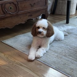 Happy Pup Spa - River after getting home